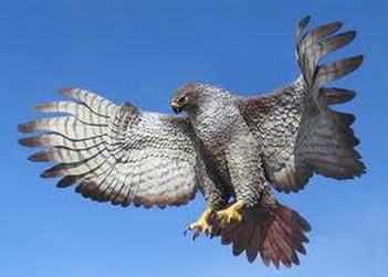 peregrine falcon vs hawk